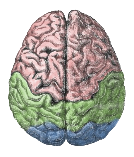 مغز - Brain